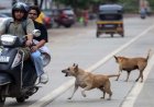 प्रदेश में खूंखार हो रहे स्ट्रीट डॉग्स, जानिए क्यों? एक्सपर्ट बोले: गर्मी में आक्रामक हो जाते हैं; सतना में 3 घंटे में 40 लोगों को काटा