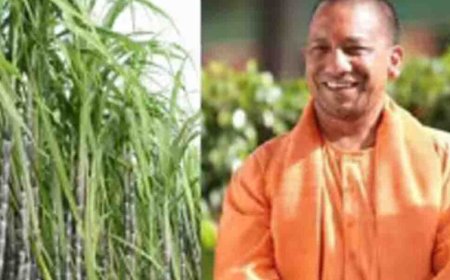 यूपी गन्ना किसान, पहली बार घर बैठे ऑनलाइन मिलेगी उन्नत गन्ना बीज की सटीक जानकारी