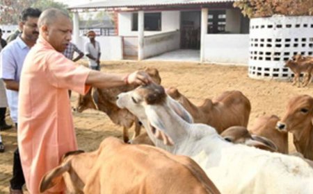 योगी सरकार में बढ़ा 40 फीसदी दुग्ध उत्पादन, देश में यूपी नंबर वन
