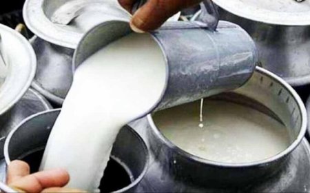 मंदसौर में नकली दूध का भंडाफोड़: 700 लीटर दूध के साथ यूरिया और केमिकल बरामद