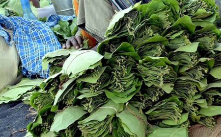 तेंदूपत्ता तुड़ाई से 31 हजार परिवारों को मिलेगा रोजगार, सरकार ने पूरी की सभी तैयारियां