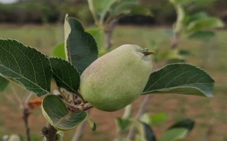 मध्य प्रदेश के सबसे ऊंचे स्थान पर सेब के बागान, पचमढ़ी में गर्म जलवायु में तोड़ा ठंडे इलाके का मिथक
