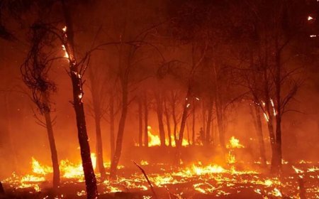 मध्य प्रदेश के जंगलों में धधकती आग, हर दिन 60 जगह जल रही है, अमरकंटक के बाद इन शहरों पर बढ़ा खतरा