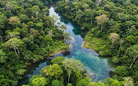 गांधीसागर बांध: 1.5 करोड़ पेड़ों में 65 लाख लोगों को ऑक्सीजन देने की क्षमता