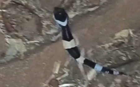 अबूझमाड़ के जंगलों में दिखा दुर्लभ लेपर्ड गेको, जवानों की नाइट पेट्रोलिंग में कैद हुआ अनोखा वीडियो