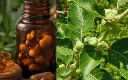 FSSAI का बड़ा फैसला: अश्वगंधा की पत्तियों पर रोक क्यों? जानें जड़ के फायदे और नुकसान
