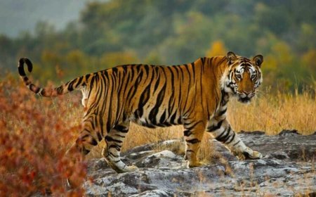 54 बाघों की मौत से हिला सिस्टम, रिजर्व के बाहर भी मिलेगा स्पेशल प्रोटेक्शन, जानिए नई TOTR स्कीम