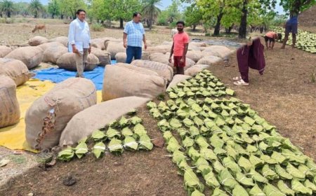हरा सोना संग्राहकों की आय बढ़ाने के लिए बड़ा कदम, 920 करोड़ रुपए का होगा संभावित भुगतान
