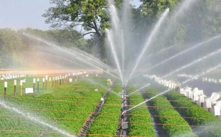 मध्य प्रदेश के 678 गांवों को चूमेगी हरियाली, वॉटर प्रोजेक्ट पर मोहन सरकार बहाएगी पैसा