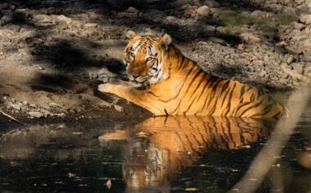 खिवनी अभयारण्य बनेगा वन्यजीव संरक्षण और इको-टूरिज्म का आदर्श मॉडल : मुख्यमंत्री डॉ. यादव