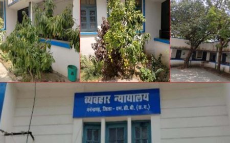 हरियाली की गोद में न्याय का मंदिर:मनेन्द्रगढ़ न्यायालय परिसर बना प्रकृति का मनमोहक आंगन