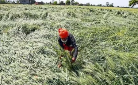 बेमौसम बारिश से परेशान गेहूं किसानों को डबल इंजन सरकार ने दी बड़ी सुविधा