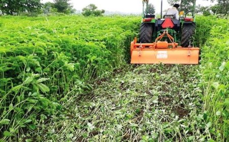 हरी खाद से लहलहाएंगे खेत: धान उत्पादन बढ़ाने कृषि विभाग का विशेष अभियान तेज