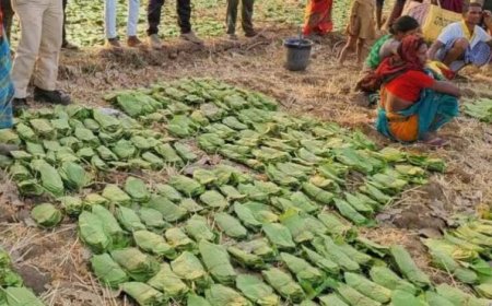 बालोद : मई के पहले सप्ताह से शुरू होगा तेंदुपत्ता संग्रहण का कार्य