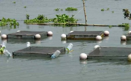 अम्बिकापुर : मत्स्य पालन हेतु जलाशयों का 10 वर्षीय लीज आबंटन के लिए आवेदन आमंत्रित