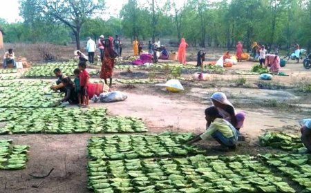 महिला तेंदूपत्ता संग्राहकों के सशक्तिकरण के लिये प्रदेश में संवेदनशील और दूरदर्शी नीतियां : मुख्यमंत्री डॉ. यादव