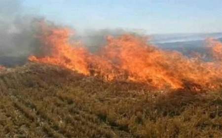 नरवाई जलाना खेत और सेहत दोनों के लिए हानिकारक : कृषि मंत्री कंषाना