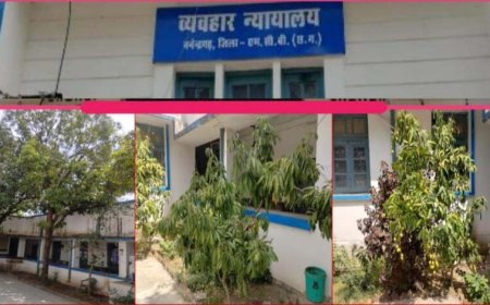 हरियाली से महका मनेन्द्रगढ़ न्यायालय परिसर, फलदार वृक्ष बने आकर्षण का केंद्र