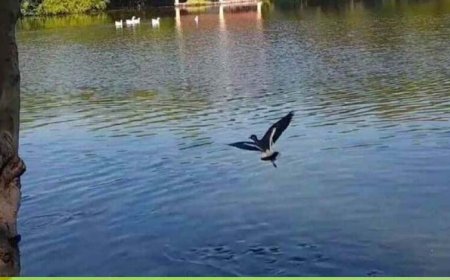 तालाबों की गुणवत्ता सुधारने के लिए निगम की नई पहल, नैनो एरेटर तकनीक से 10 दिन में दिखा असर