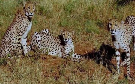 कूनो बना चीतों का ग्लोबल ब्रीडिंग सेंटर, 3 माह में 4 मादा चीता बनीं मां, प्रबंधन ने बदली रणनीति