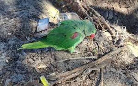 जगदलपुर में वन विभाग टीम पर हमला, तोतों की अवैध बिक्री पर कार्रवाई के दौरान हंगामा