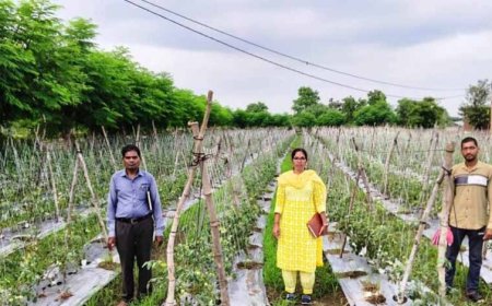 राष्ट्रीय कृषि विकास योजना: ईश्वरी प्रसाद ने टमाटर उत्पादन से कमाए 02 लाख 90 हजार रूपए