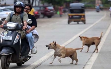 प्रदेश में खूंखार हो रहे स्ट्रीट डॉग्स, जानिए क्यों? एक्सपर्ट बोले: गर्मी में आक्रामक हो जाते हैं; सतना में 3 घंटे में 40 लोगों को काटा