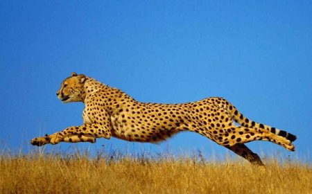 कूनो में चीतों की बढ़ती संख्या के बाद गांधीसागर बना दूसरा घर, अब नौरादेही के जंगल में तैयार 8 बाड़े, जल्द शिफ्ट होंगे चीते