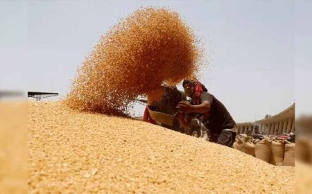 4 लाख 88 हजार किसानों से 19 लाख 90 हजार मीट्रिक टन गेहूं का हुआ उपार्जन