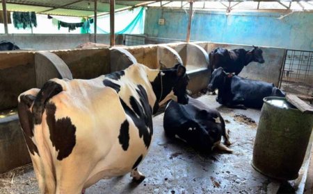 फलता की कहानी