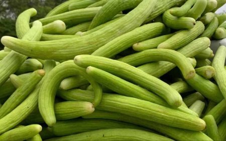 गर्मी में ककड़ी खाने के फायदे, शरीर को रखे ठंडा और हाइड्रेटेड