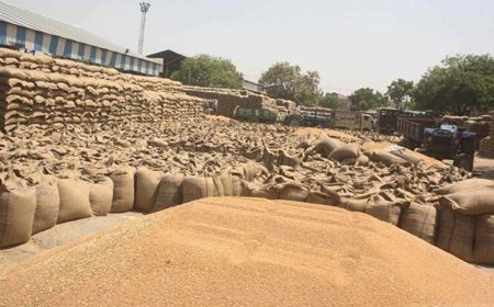 प्रदेश में किसानों के लिए खुशखबरी, गेहूं उपार्जन की तारीख बढ़ी, जानें नया अपडेट