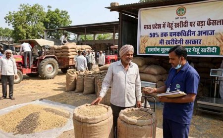 मध्य प्रदेश में गेहूं खरीदी पर बड़ा फैसला: 50% तक चमकविहीन अनाज भी खरीदेगी सरकार