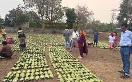 बारिश-ओलों की मार से तेंदूपत्ता खराब, मौसम की मार से संग्रहण भी प्रभावित