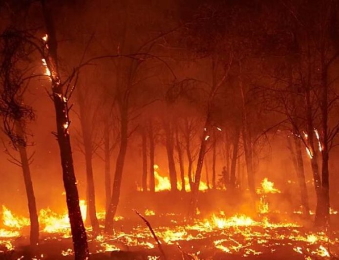 मध्य प्रदेश के जंगलों में धधकती आग, हर दिन 60 जगह जल रही है, अमरकंटक के बाद इन शहरों पर बढ़ा खतरा