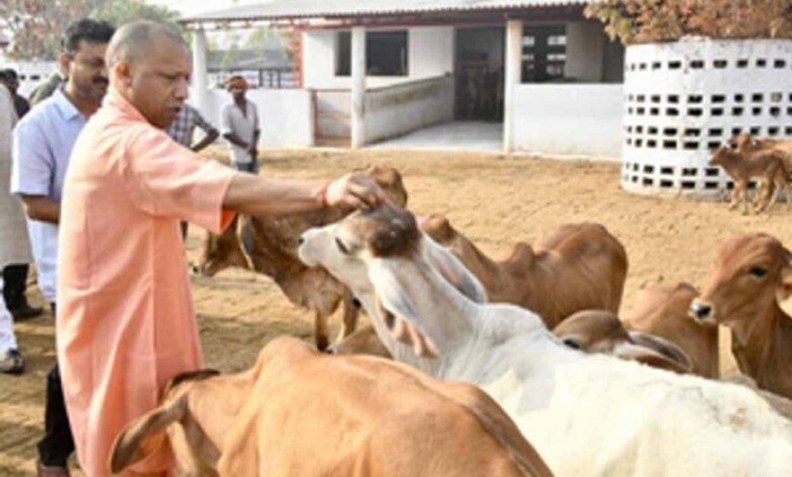 योगी सरकार में बढ़ा 40 फीसदी दुग्ध उत्पादन, देश में यूपी नंबर वन