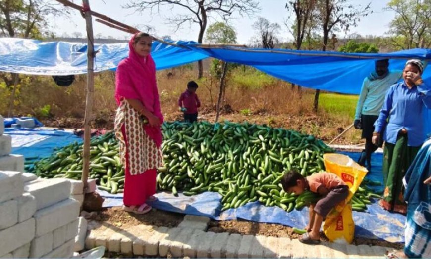 खीरा की खेती ने बदली सुभद्रा की जिंदगी, बिहान योजना से बनी लखपति दीदी