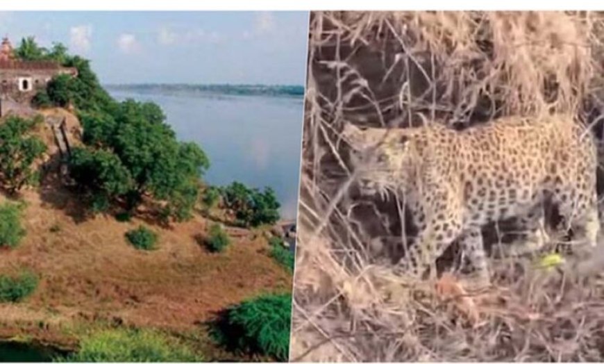 नर्मदा में बोटिंग के दौरान चट्टानों पर आराम करता दिखा तेंदुआ, पर्यटकों में मची हलचल