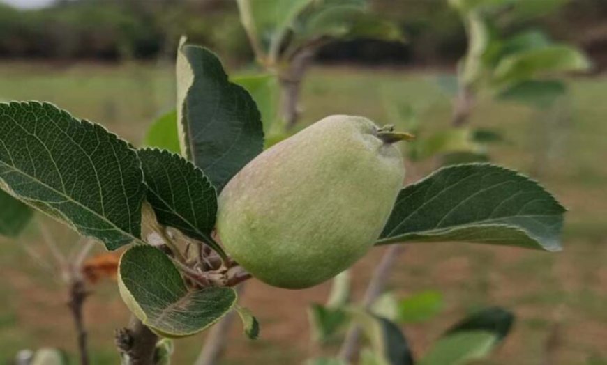 मध्य प्रदेश के सबसे ऊंचे स्थान पर सेब के बागान, पचमढ़ी में गर्म जलवायु में तोड़ा ठंडे इलाके का मिथक