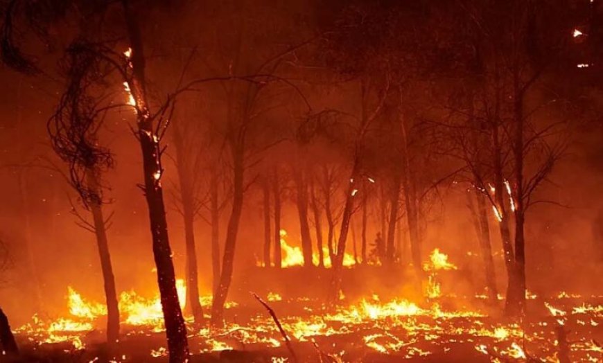 मध्य प्रदेश के जंगलों में धधकती आग, हर दिन 60 जगह जल रही है, अमरकंटक के बाद इन शहरों पर बढ़ा खतरा