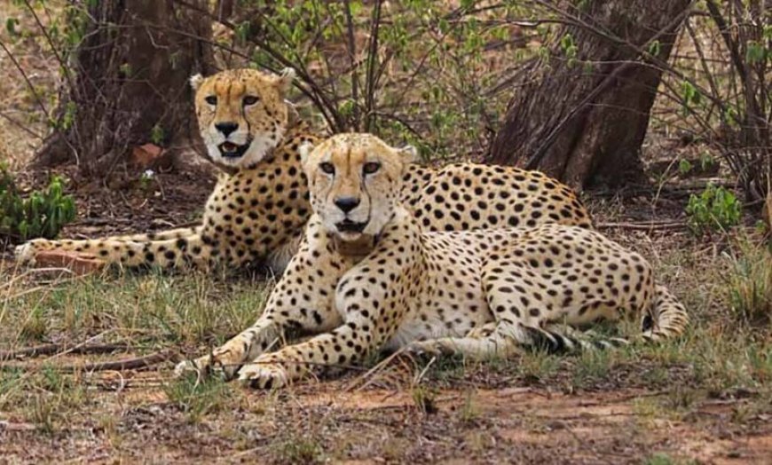 मंदसौर में चीता संरक्षण की दिशा में ऐतिहासिक कदम, प्रभास और पावक ने पार किया बड़ा पड़ाव