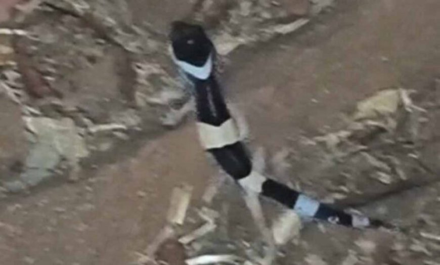 अबूझमाड़ के जंगलों में दिखा दुर्लभ लेपर्ड गेको, जवानों की नाइट पेट्रोलिंग में कैद हुआ अनोखा वीडियो