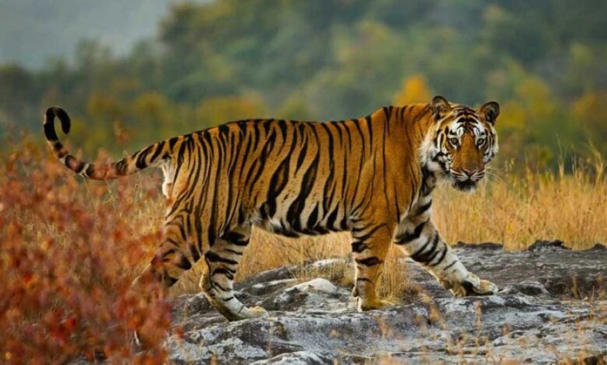 54 बाघों की मौत से हिला सिस्टम, रिजर्व के बाहर भी मिलेगा स्पेशल प्रोटेक्शन, जानिए नई TOTR स्कीम