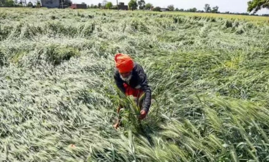 बेमौसम बारिश से परेशान गेहूं किसानों को डबल इंजन सरकार ने दी बड़ी सुविधा