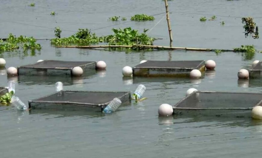 अम्बिकापुर : मत्स्य पालन हेतु जलाशयों का 10 वर्षीय लीज आबंटन के लिए आवेदन आमंत्रित