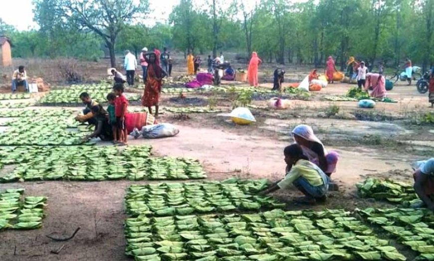 महिला तेंदूपत्ता संग्राहकों के सशक्तिकरण के लिये प्रदेश में संवेदनशील और दूरदर्शी नीतियां : मुख्यमंत्री डॉ. यादव