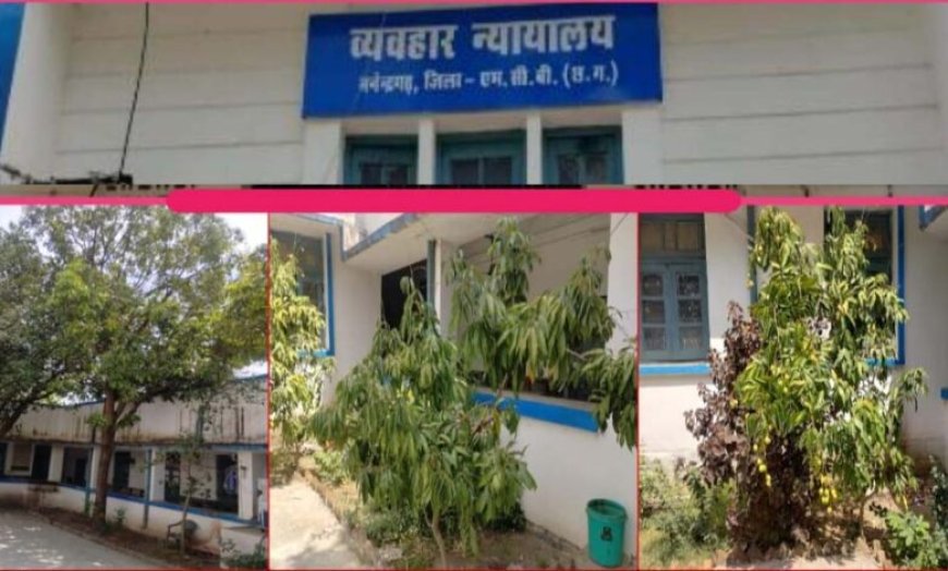 हरियाली से महका मनेन्द्रगढ़ न्यायालय परिसर, फलदार वृक्ष बने आकर्षण का केंद्र