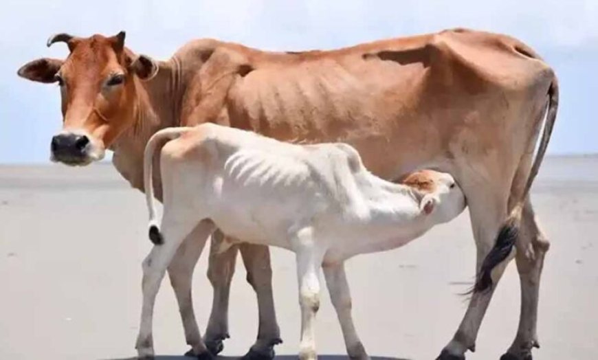 यूपी में पशुपालन को बढ़ाव,28 दिन में होगी गर्भ जांच, किसानों को मिलेगा बड़ा फायदा