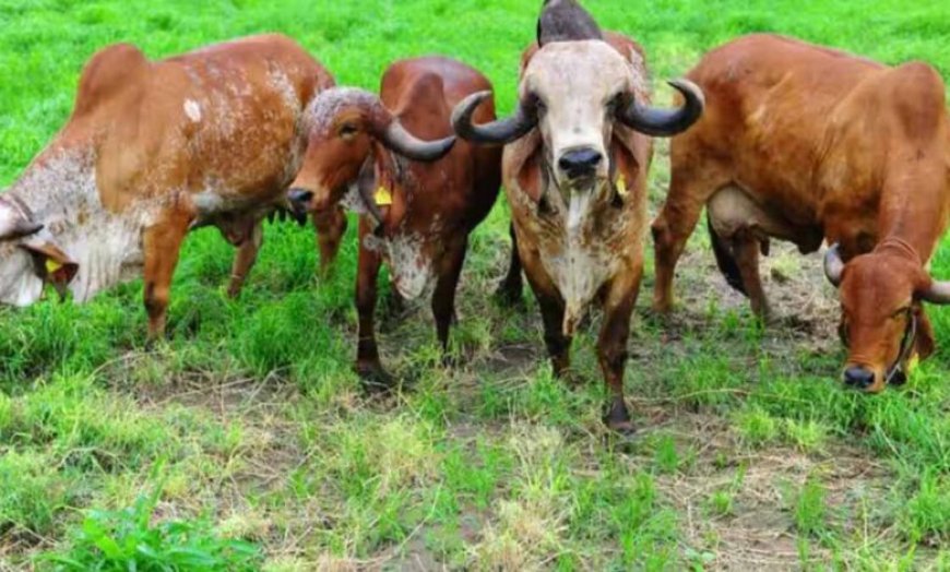 यूपी में देसी नस्लों का होगा जेनेटिक परीक्षण, अवधी भेड़ और जौनपुरी बकरी से शुरुआत