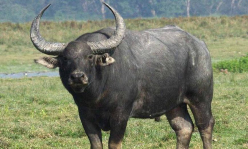 कान्हा में लौटेगी जंगली भैंसे : काजीरंगा से शुरू हो रहा ऐतिहासिक ट्रांसलोकेशन